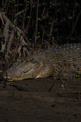 Crocodile in the Wild