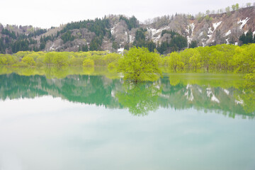 山形県白川湖の水没林
