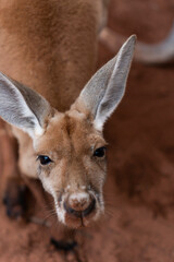 Red Kangaroo Joey