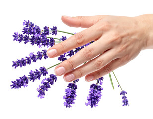 A hand delicately touching vibrant purple lavender sprigs, against a stark black background