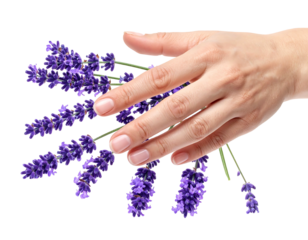 A hand delicately touching vibrant purple lavender sprigs, against a stark black background