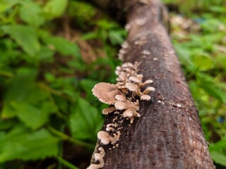 close up of mushrooms growing on rotting tree branches