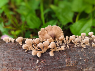 close up of mushrooms growing on rotting tree branches