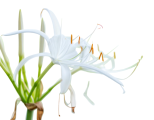 Graceful white flower blooms, with spidery petals and vibrant yellow stamens, set against a black background