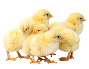 A huddle of fluffy, yellow chicks, clustered together on a plain background
