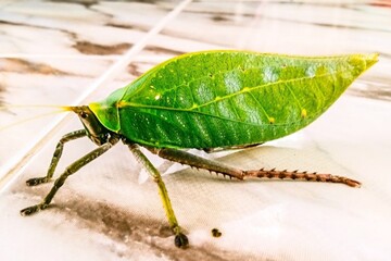 Katydid is on the floor