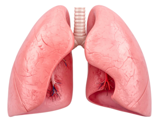 Pink, detailed human lungs with visible bronchi and capillaries, positioned against a dark background for study