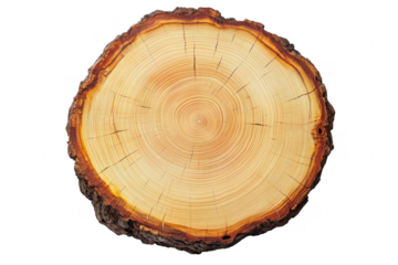 Tree Ring Cross Section isolated on a transparent background