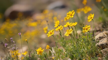 Obraz premium Closeup of vibrant yellow wildflowers blooming in a natural setting