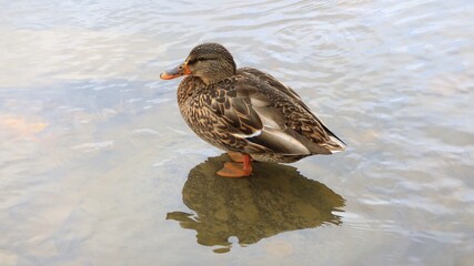 マガモの横顔