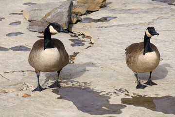 Canada goose（カナダ雁）