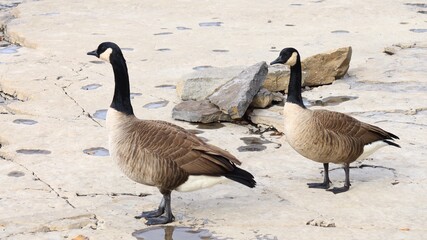 Obraz premium Canada goose（カナダ雁）
