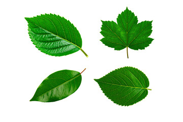 Set of Green leaves isolated on white background