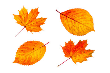 Set of autumn leave isolated on white background.