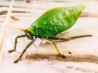Katydid is on the floor