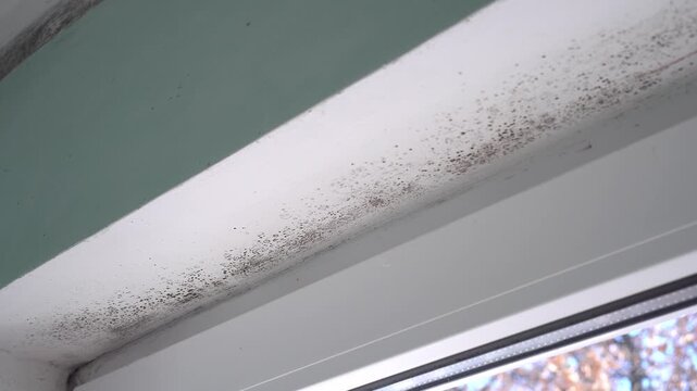 Mold infestation on interior concrete wall and window in apartment