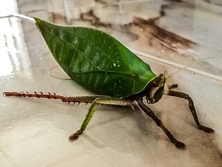 Katydid is on the floor