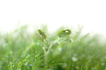 カイワレ大根の双葉