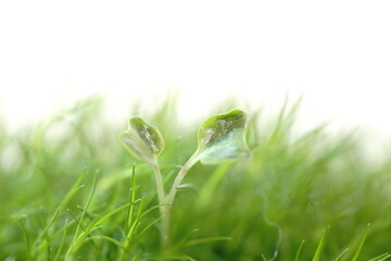 カイワレ大根の双葉