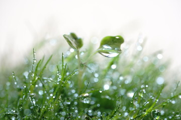 カイワレ大根の双葉