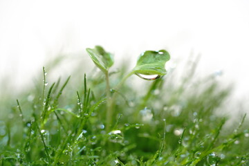 カイワレ大根の双葉