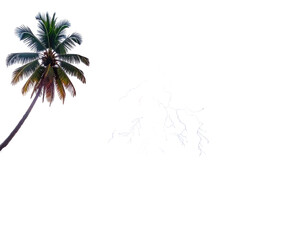 A palm tree with leaves, contrasted by a bright, fractal-like, leafless branch, all set against a dark background