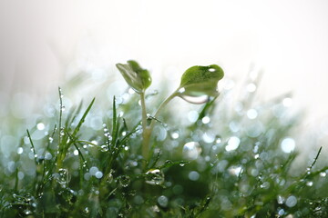 カイワレ大根の双葉