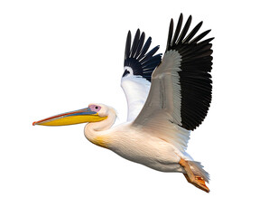 A pelican soars, with expansive white and black wings against a dark background, yellow beak facing left