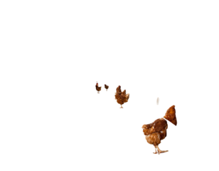 Three chickens stand out against a black background, with the closest chicken in full view