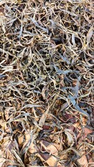 Dried tea leaves on bamboo tray. Homemade green tea drying. Abstract background of dry tea. 