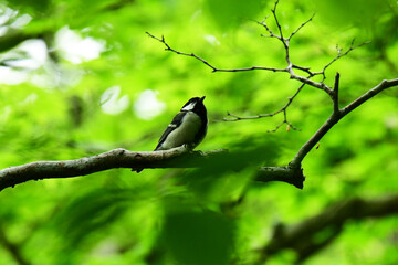 新緑の森で上を向くシジュウカラ © mayudama