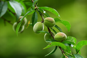 産毛がついた梅の実