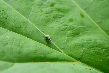 大きな葉の上のゾウムシ