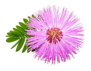 Soft-edged pink powderpuff flower with green leaflets, isolated on black; filaments delicate, radiating from center