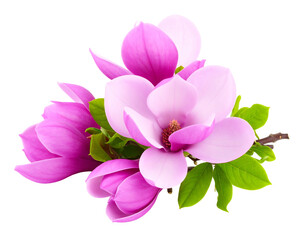 A pink and white magnolia blossom arrangement with green leaves on a branch, isolated on a black background