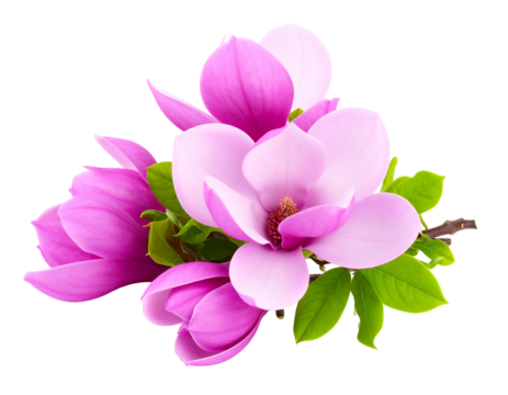 A pink and white magnolia blossom arrangement with green leaves on a branch, isolated on a black background