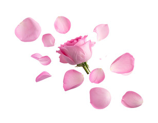 A pink rose bud and scattered petals float against a stark black background, conveying a sense of delicate beauty