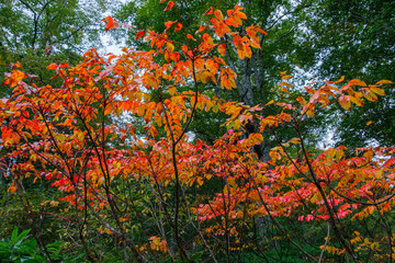 山うるしの紅葉
