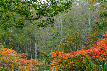 ブナと山うるし