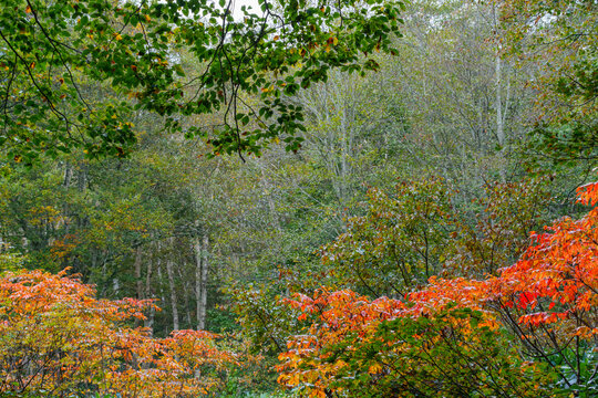 ブナと山うるし