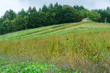 蕎麦畑と小屋