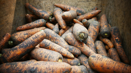 A pile of many unwashed carrots