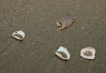 Discarded shells of several Atlantic mole crabs (Emerita talpoida) that had been captured and consumed by birds.