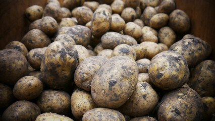 A pile of many unwashed potatoes