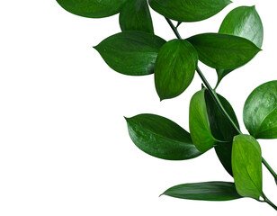 Fototapeta premium Glossy, vibrant green leaves cascade down the right against a contrasting stark black backdrop, forming a nature inspired border