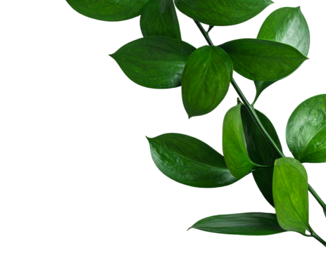Glossy, vibrant green leaves cascade down the right against a contrasting stark black backdrop, forming a nature inspired border