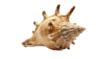 Brown Spiky Sea Shell Isolated on Black Background