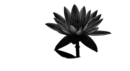 Obraz premium Black And White Water Lily Isolated On Black Background Realistic Photo