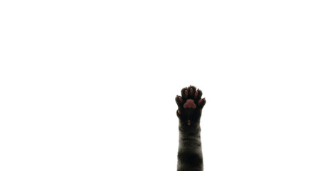 Black Cat Paw Reaching Upward with Pink Paw Pads Isolated