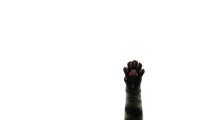 Black Cat Paw Reaching Upward with Pink Paw Pads Isolated
